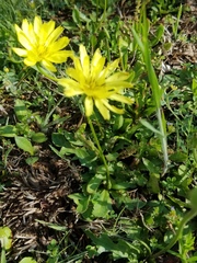 Pyrrhopappus grandiflorus