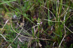 Polygala brevifolia