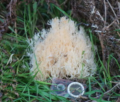 Aphelaria complanata