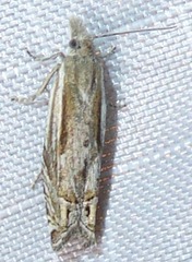 Eucosma striatana