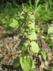 Ajuga genevensis
