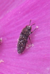 Acmaeodera neglecta