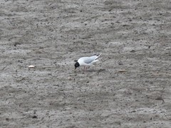 Saundersilarus saundersi