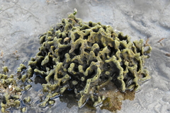 Callyspongia subarmigera