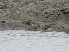 Xenus cinereus
