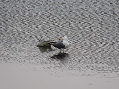 Larus crassirostris