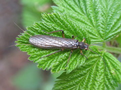 Peltoperlidae