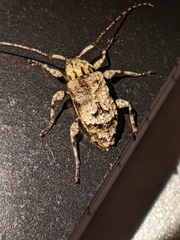 Leptostylus transversus