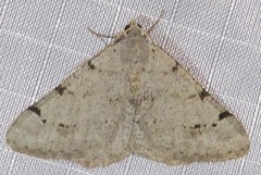 Digrammia denticulata