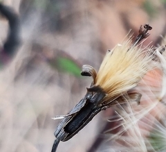 Porophyllum punctatum