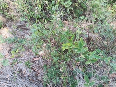 Porophyllum punctatum