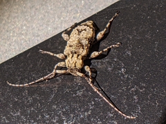 Leptostylus transversus