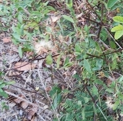 Porophyllum punctatum