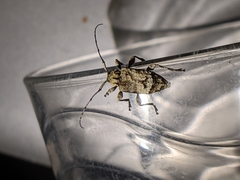 Leptostylus transversus