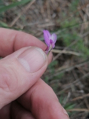 Astragalus ceratoides