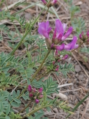 Astragalus ceratoides