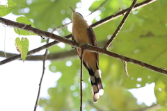 Coccyzus ferrugineus