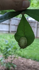 Phylloxera spinosa