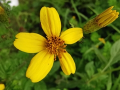 Tagetes zypaquirensis