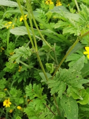 Tagetes zypaquirensis