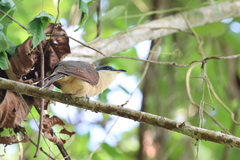 Coccyzus ferrugineus