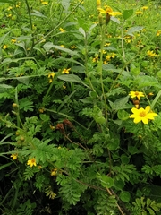 Tagetes zypaquirensis
