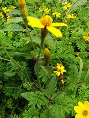 Tagetes zypaquirensis