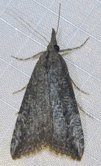 Hypena humuli