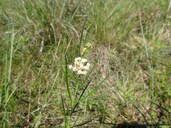 Asclepias linearis