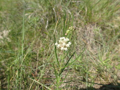 Asclepias linearis