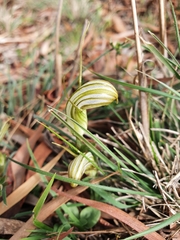 Pterostylis truncata