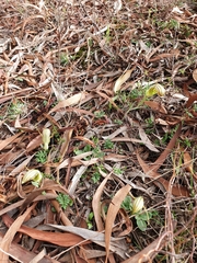 Pterostylis truncata