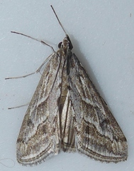 Evergestis vinctalis
