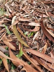Pterostylis truncata