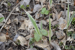 Phalaris arundinacea picta