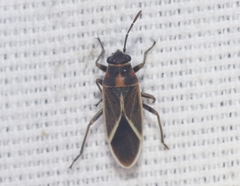 Ochrimnus carnosulus