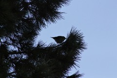 Phylloscopus sibilatrix