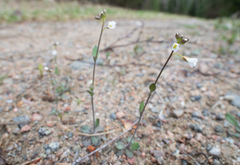 Arabidopsis suecica