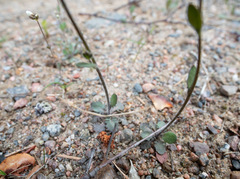 Arabidopsis suecica