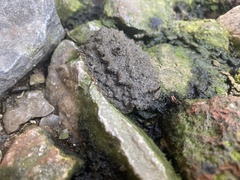 Onchidium