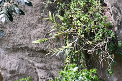 Epidendrum jamiesonis