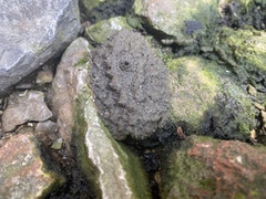 Onchidium