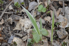 Phalaris arundinacea picta