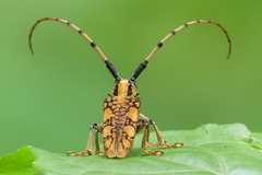 Cremnosterna carissima