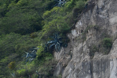 Agave cordillerensis