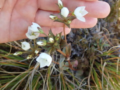 Gentianella montana montana