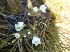 Gentianella montana montana