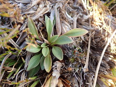 Gentianella montana montana