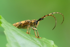 Cremnosterna carissima