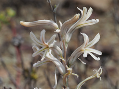 Haworthia herbacea